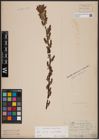 Foto von Salix aurita L. x Salix myrtilloides L.